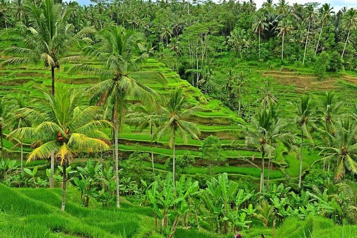 Full Day Surface of Ubud Private Tour — photo 1 of 6
