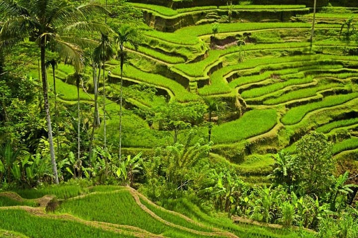 Half Day Ubud and Tampak Siring Private Tour From Bali — photo 1 of 6