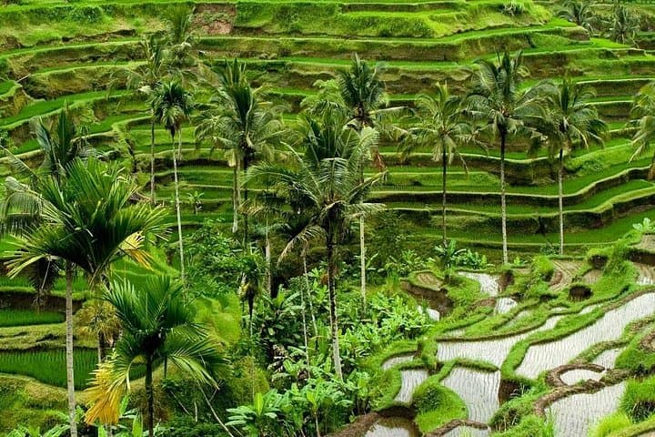 Full Day Exploring UBUD and Rice Terrace — photo 1 of 7