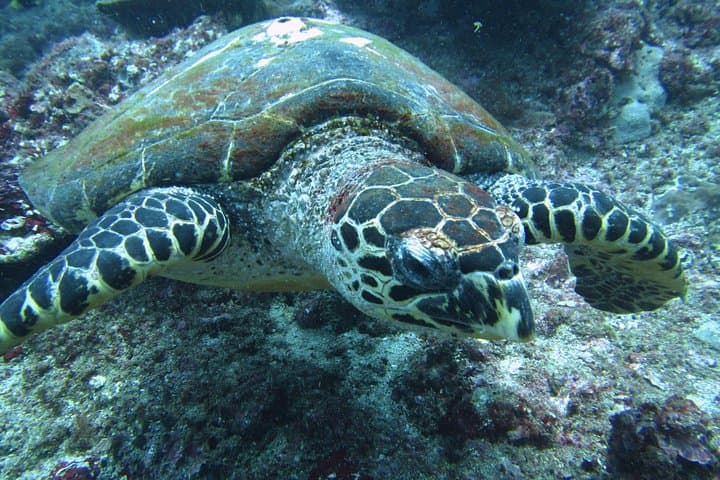 Snorkelling in Padang Bai — photo 1 of 3