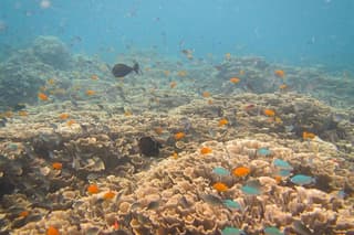 Shipwreck Snorkelling in Tulamben