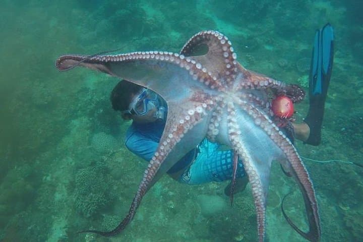 East Bali Spear Or Line Fishing Tour At Virgin Beach — photo 1 of 14