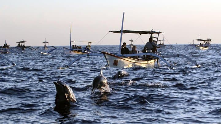 Bali Watching Dolphin at Lovina Beach & aling aling waterfall — photo 1 of 4