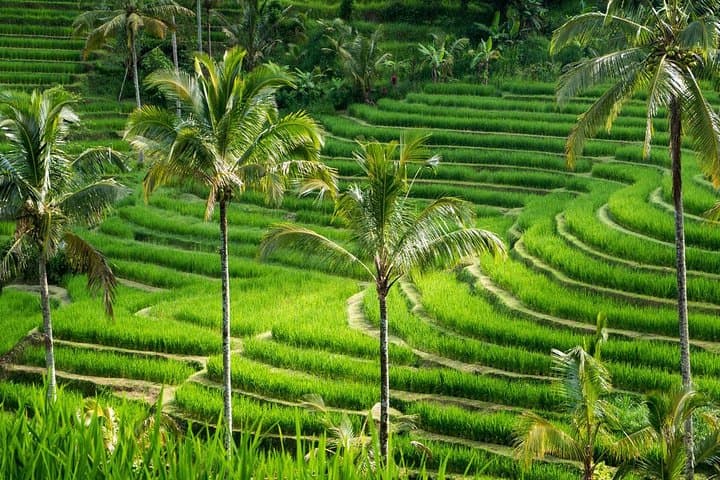 Private tour- UNESCO rice terraces, Ulundanu Beratan, Batukaru, Tanah lot temple — photo 1 of 9