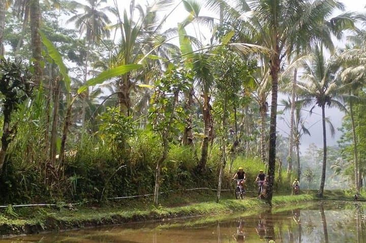 Mount Batur to Ubud – Light Off Road Cycling Adventure — photo 1 of 17