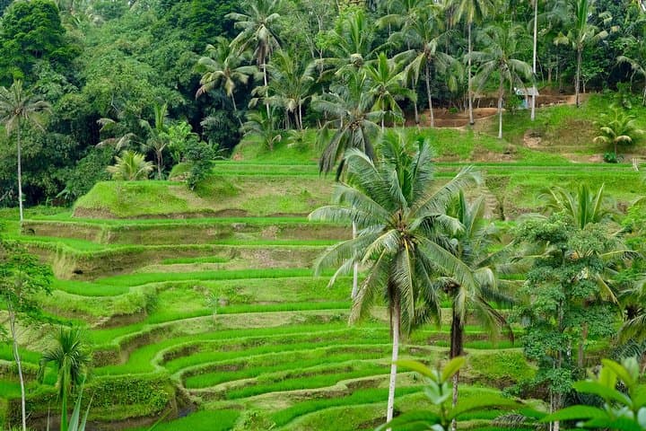 Private Ubud Tour with Hidden Waterfalls — photo 1 of 9