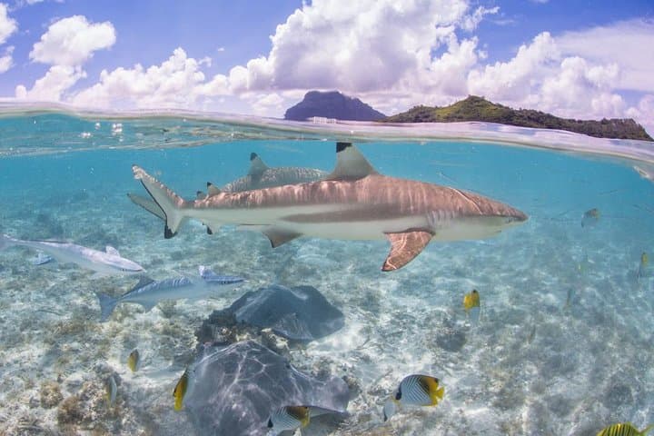Bora Bora Eco Snorkel Cruise Including Snorkeling with Sharks and Stingrays — photo 1 of 10