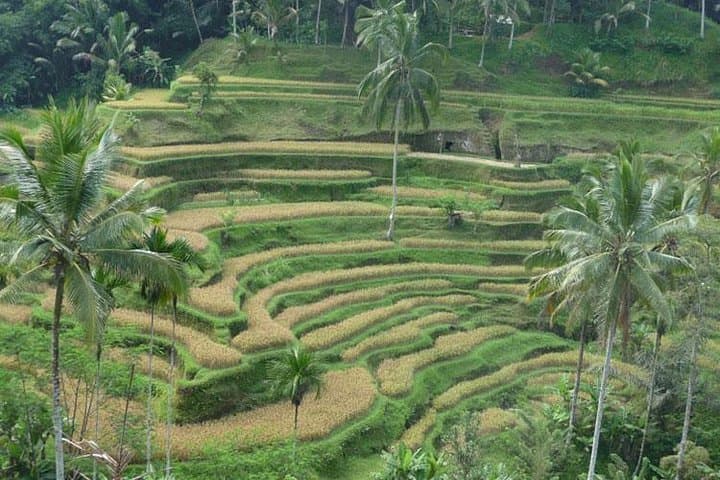 Ubud Kintamani Tour — photo 1 of 19