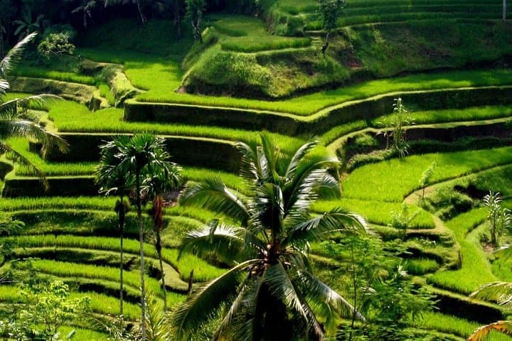Bali Private Shore Excursion Explore Ubud Are (Cruise ship) — photo 1 of 3