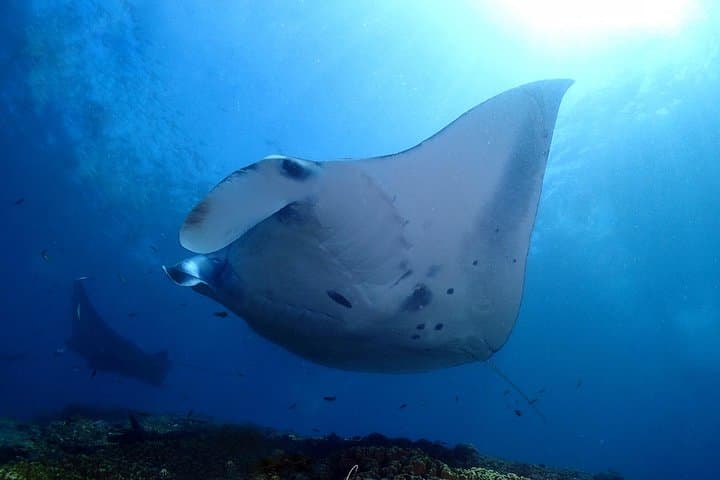 Try Diving in Manta Point - Nusa Penida — photo 1 of 6