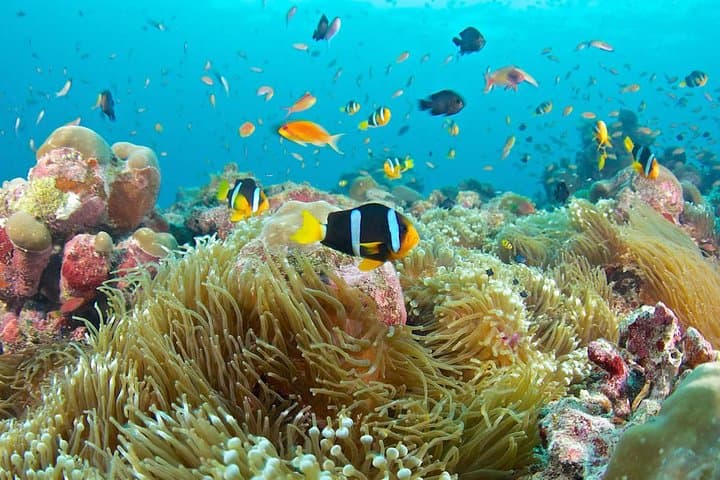 Bali Full Day Tour - Snorkeling at Blue Lagoon and Waterfall Tour — photo 1 of 6
