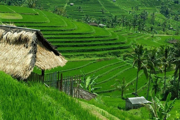 Private Jatiluwih Rice Terraces Heritage Site and Culture Tour — photo 1 of 6