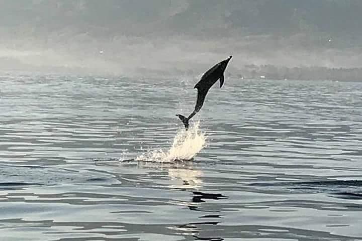 Dolphin Watching on Wildlife — photo 1 of 13