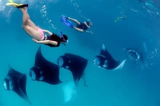 One Day Snorkeling Trip & West Tour Nusa Penida by Penidago