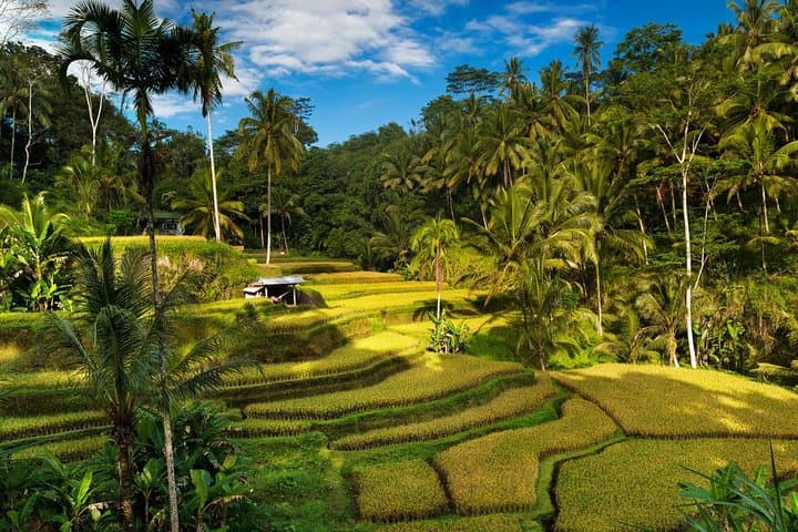 Private 4-Day Tours - Best Bali Tours Package - Best of Bali Highlights — photo 1 of 10