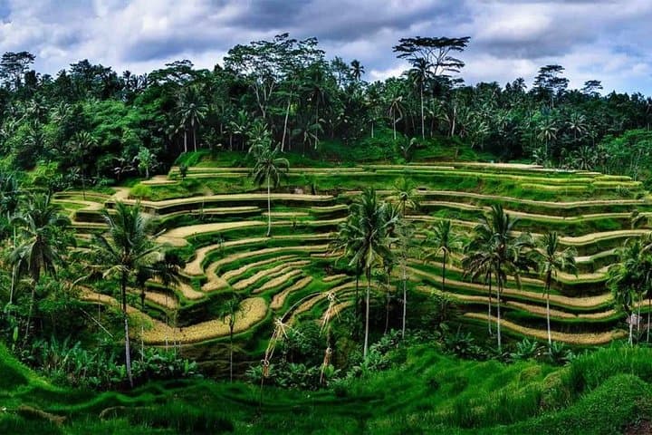 Fantastic Ubud Tour with Jungle Swing — photo 1 of 8