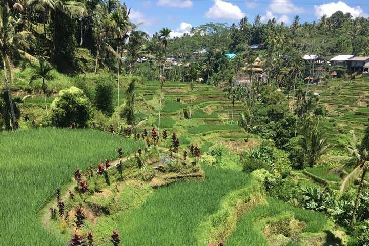 Balinese Life Style Tour — photo 1 of 12
