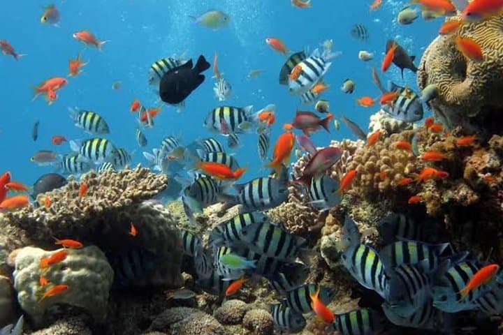 All Inclusive: Bali Snorkeling at Blue Lagoon and Tanjung Jepun — photo 1 of 9