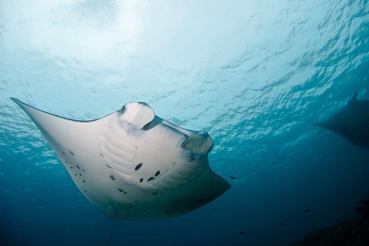 Nusa Penida Two Dives Trip for Certified Divers — photo 1 of 6