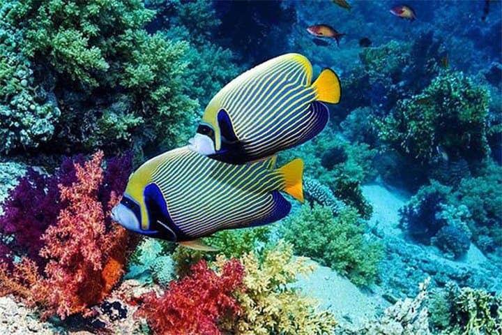 All Ticket Inclusive-Blue Lagoon Snorkeling-Ubud Monkey Forest & Ubud Waterfall — photo 1 of 24