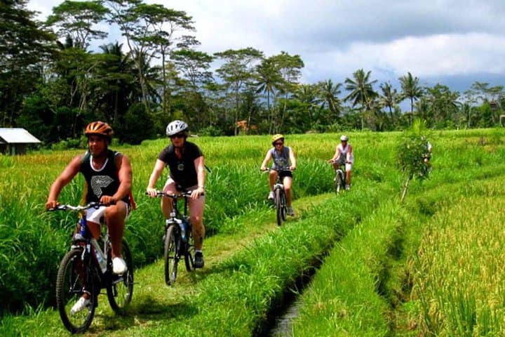 Rice Paddy Cycling Tour — photo 1 of 6