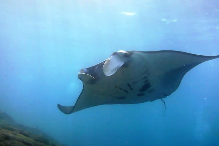 Bali Scuba Diving at Nusa Penida Manta Point For Certified Diver — photo 1 of 7