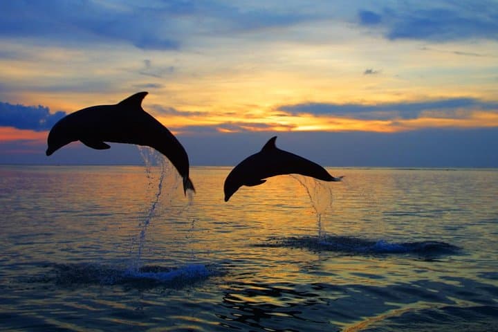 Dolphin North Bali Tour — photo 1 of 8