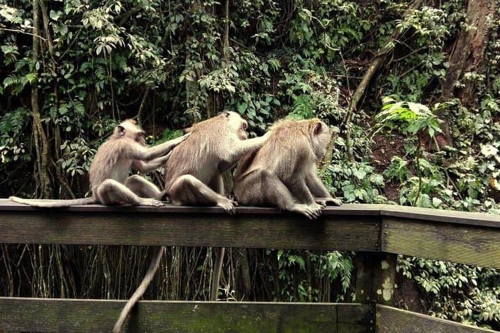 Ubud Surounding Tour — photo 1 of 26