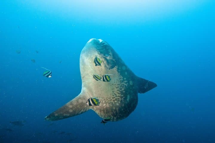 Nusa Penida Three Dives Trip for Certified Divers — photo 1 of 6