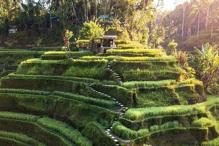 Ubud In On Day — photo 1 of 6