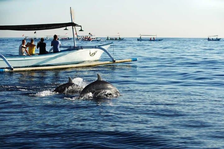 Dolphin Discovery: Exploring the Wild Habitat in North Bali — photo 1 of 13