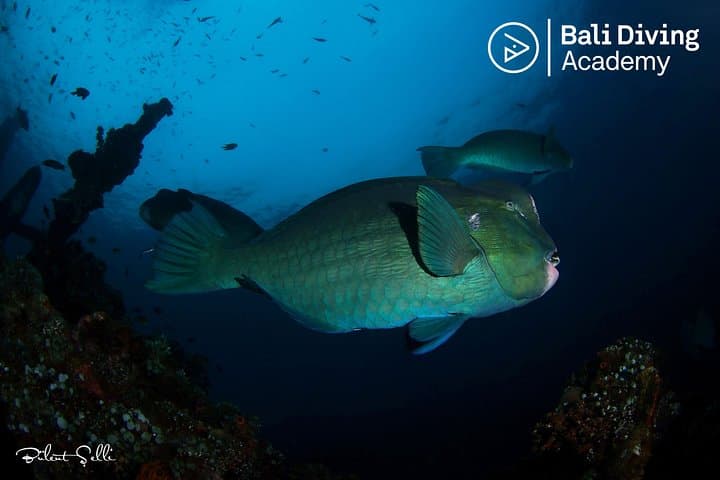 Day Trip Snorkeling in Tulamben - Explore Liberty Wreck (pick up in South Bali) — photo 1 of 6