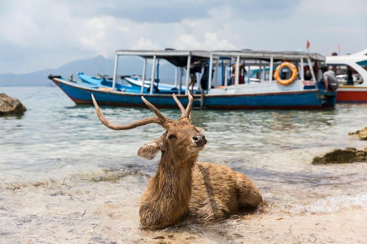 Snorkeling & Trekking at West Bali National Park — photo 1 of 6