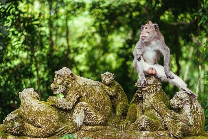 Ubud Tour - Best Of Ubud & Swing - All Inclusive — photo 1 of 9