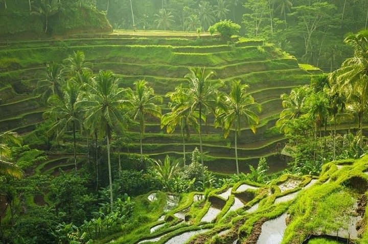Ubud Instagram Spots Tour - One Day Private Trip — photo 1 of 7