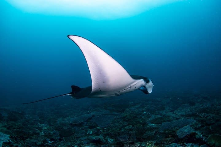 Fun Dive Nusa Penida Bali - For Certified Divers — photo 1 of 8