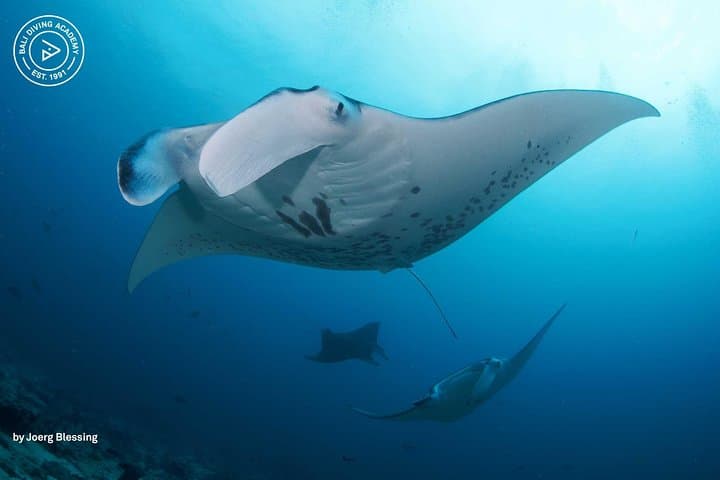 2 or 3 dives in Nusa Lembongan and Penida, for certified diver (in Lembongan) — photo 1 of 9