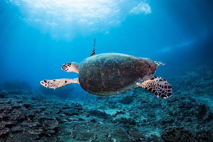 Discover Scuba Diving in Pemuteran - Diving Initiation in Bali (Menjangan Park) — photo 1 of 14