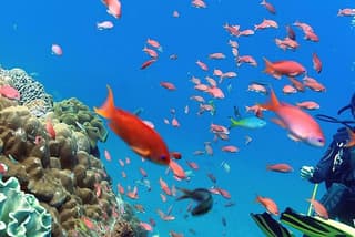 bali best destination - Special packed trip to nusa penida