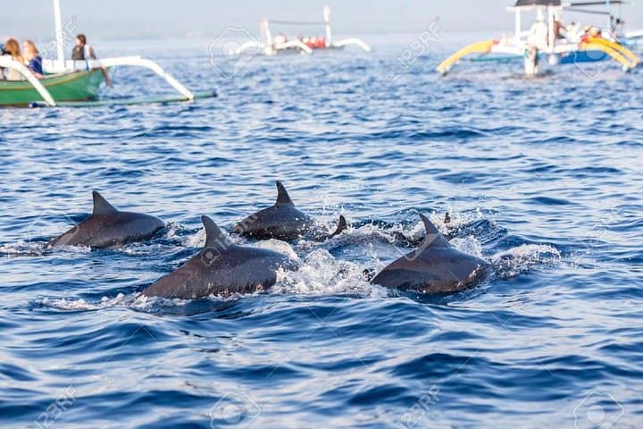 Full-Day Bali Highlights with Dolphin Tour — photo 1 of 8