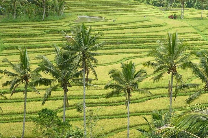 Jatiluwih and Tanah Lot Tour — photo 1 of 3