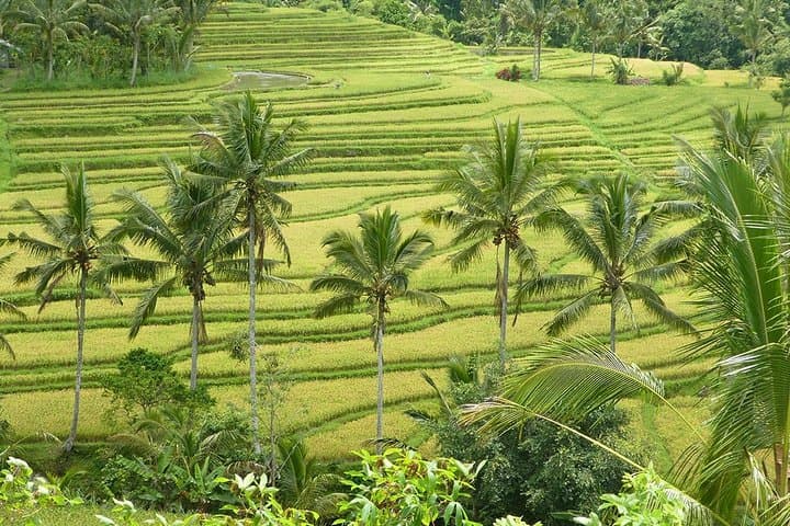 Private Full-Day Tour of West Bali with Hotel Pick Up — photo 1 of 4