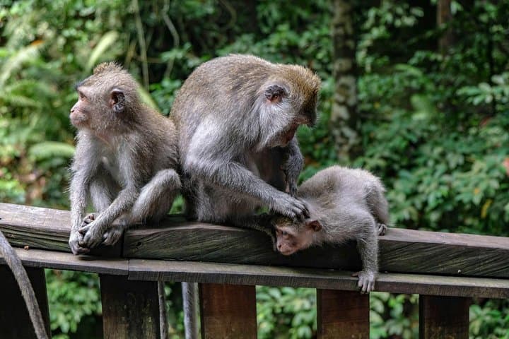 Amazing Day Tour: Highlights of Ubud Village Hidden Waterfall — photo 1 of 8