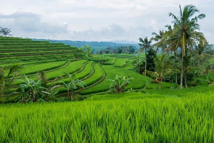 Jatiluwih Rice Terrace - World Culture Heritage from UNESCO Tour — photo 1 of 5
