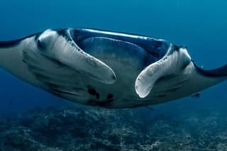 2 Days Discover Scuba Diving in Nusa Lembongan - Scuba Initiation