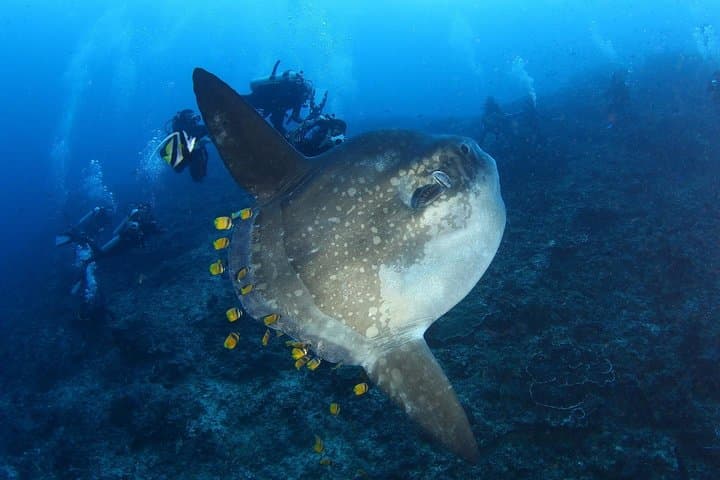 7 Fun Dives in Nusa Lembongan (for certified divers) - Premium Value Package — photo 1 of 37