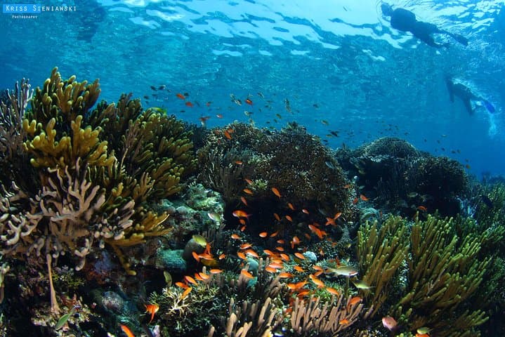 Snorkeling in Menjangan Marine Park - Discover abundant marine life of Pemuteran — photo 1 of 16