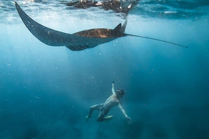 Nusa penida senorkeling with Manta — photo 1 of 2