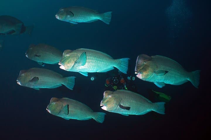 Diving at Tulamben Liberty Shipwreck 2 dives for certified divers — photo 1 of 10
