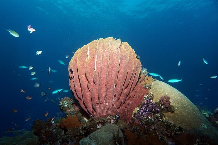 Snorkeling at Tulamben Liberty Shipwreck — photo 1 of 3